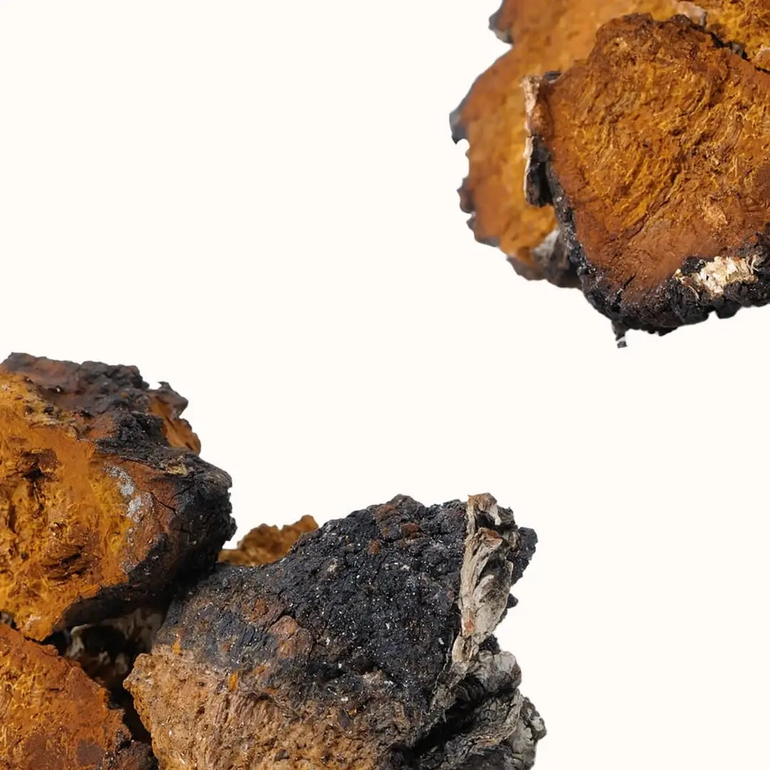 Chaga mushroom
