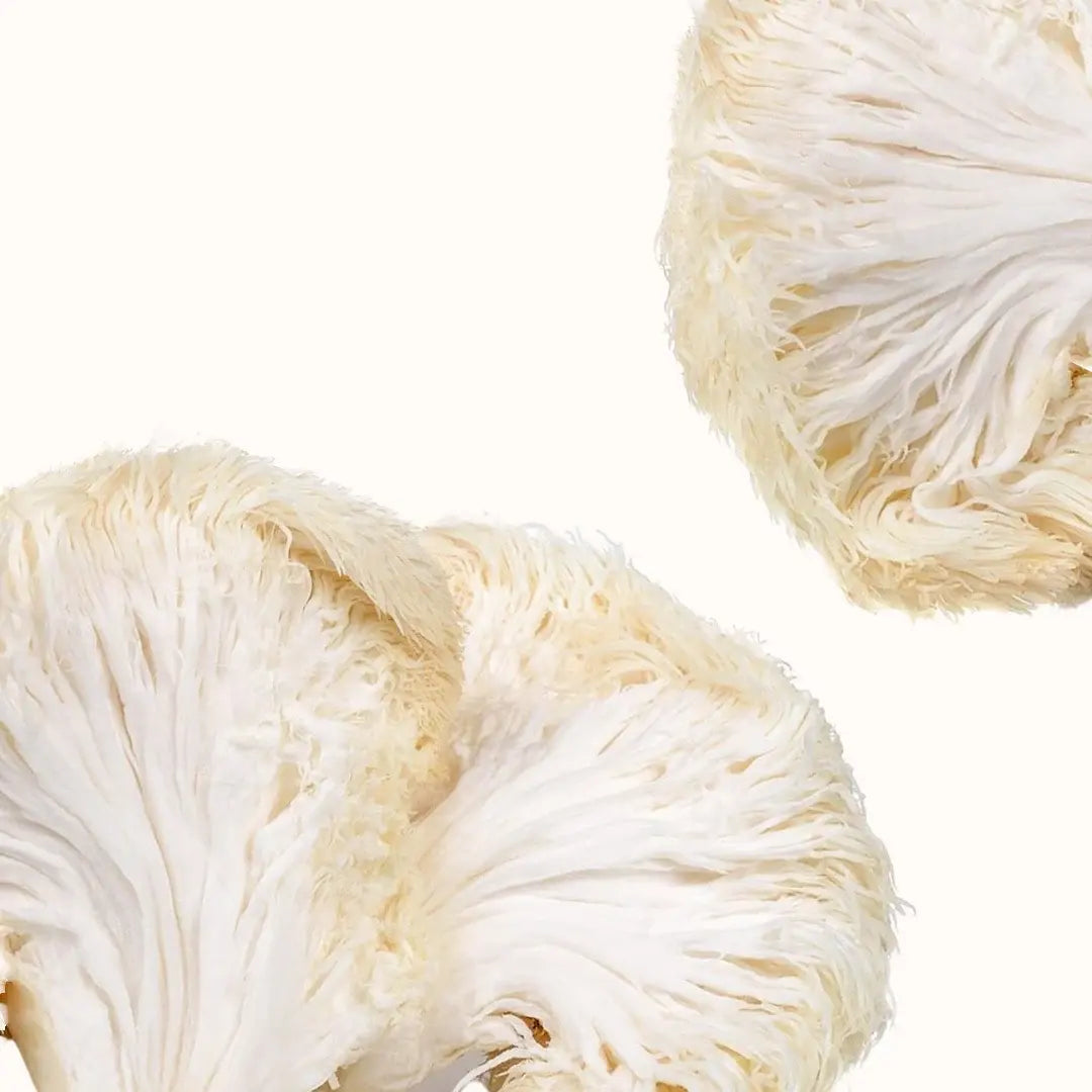 Lion's Mane mushroom