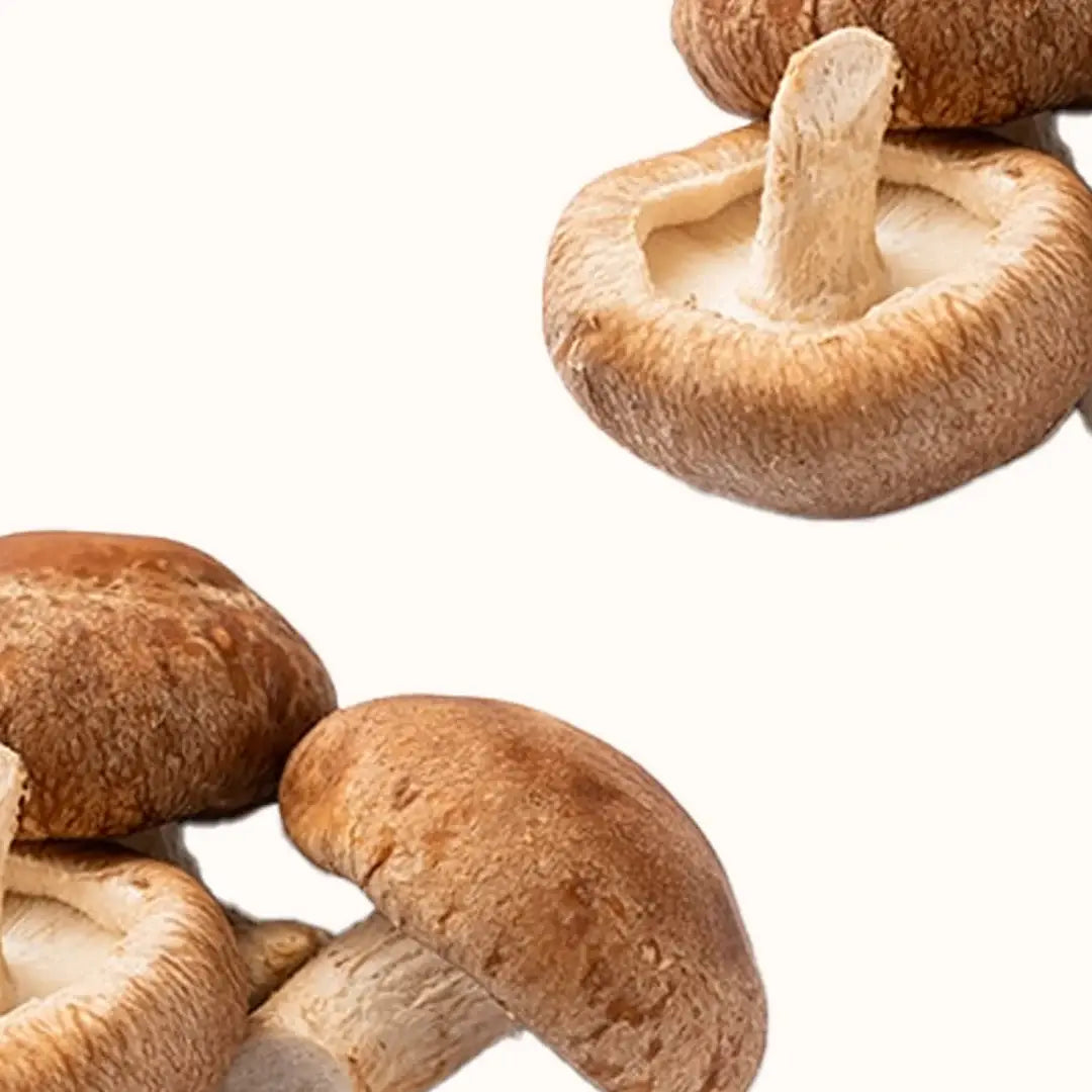Shiitake mushroom