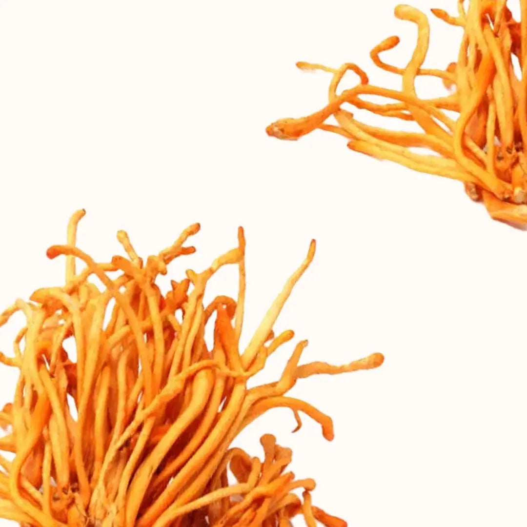 Cordyceps mushroom
